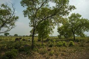 pantanal campo, mato grosso provincia, Brasil foto