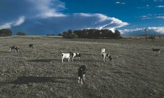 aéreo ver de un tropa de novillos para exportar, vacas elevado con natural pastos en el argentino campo. foto