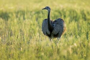 an emu is walking in a field photo