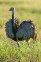 an emu is walking in a field photo