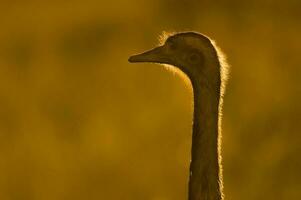 an emu is walking in a field photo