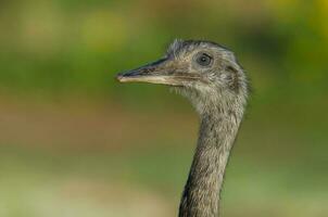 an emu is walking in a field photo