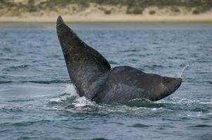 a whale in the water photo