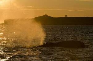 a whale in the water photo