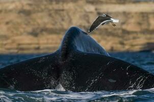 un ballena en el agua foto