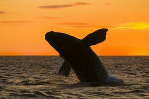 a whale in the water photo