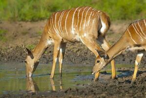 two African deer drinking water from a pond photo