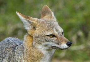 un gris zorro en el césped foto