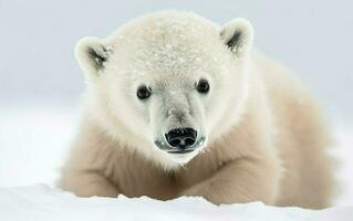polar oso cachorro en el Nevado tundra. ai, generativo ai foto