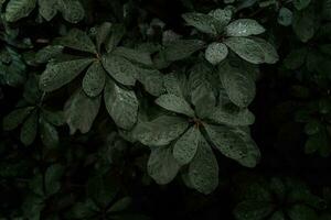 plano poner, oscuro naturaleza concepto, con lluvia gotas, oscuro verde follaje textura antecedentes foto