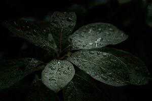 plano poner, oscuro naturaleza concepto, con lluvia gotas, oscuro verde follaje textura antecedentes foto