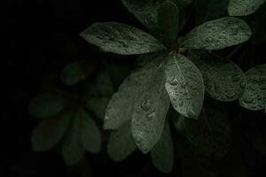 plano poner, oscuro naturaleza concepto, con lluvia gotas, oscuro verde follaje textura antecedentes foto