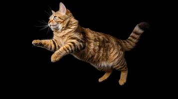 Cat Doing Jump Isolated Background photo