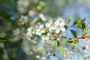 Blooming cherry branches with white flowers close-up, background of spring nature. Macro image of vegetation, close-up with depth of field. photo