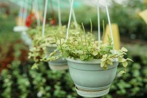 Greenhouse with a large variety of green plants. The concept of planting crops in spring. photo