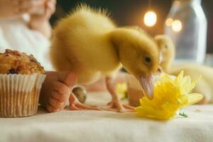 Cute fluffy ducklings on the Easter table with quail eggs and Easter cupcakes, next to a little girl. The concept of a happy Easter photo