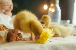 A little girl is sitting on the Easter table and playing with cute fluffy ducklings. The concept of celebrating happy Easter. photo