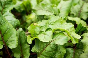 Beetroot growing in the garden. Beet tops. Life in the country. photo