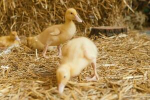 Live yellow ducks next to fresh hay close-up. the concept of raising animals on a farm. photo