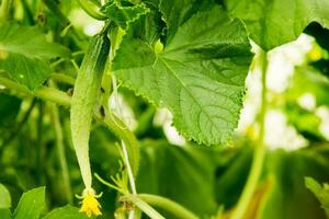 Cucumbers hang on a branch in the greenhouse. The concept of gardening and life in the country. photo