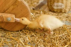 En Vivo amarillo patos siguiente a Fresco heno de cerca. el concepto de levantamiento animales en un granja. foto