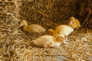 Live yellow ducks next to fresh hay close-up. the concept of raising animals on a farm. photo