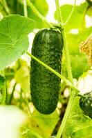 Cucumbers hang on a branch in the greenhouse. The concept of gardening and life in the country. photo