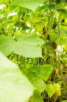 Cucumbers hang on a branch in the greenhouse. The concept of gardening and life in the country. photo