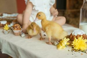 Cute fluffy ducklings on the Easter table with quail eggs and Easter cupcakes, next to a little girl. The concept of a happy Easter. photo