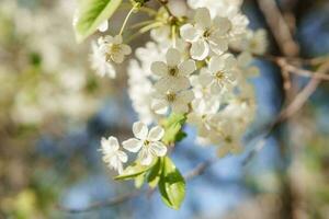 Blooming cherry branches with white flowers close-up, background of spring nature. Macro image of vegetation, close-up with depth of field. photo