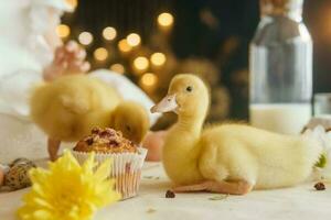 Cute fluffy ducklings on the Easter table with quail eggs and Easter cupcakes, next to a little girl. The concept of a happy Easter photo
