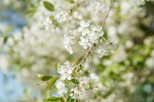 Blooming cherry branches with white flowers close-up, background of spring nature. Macro image of vegetation, close-up with depth of field. photo
