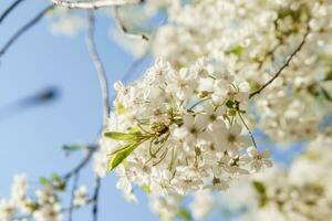 Blooming cherry branches with white flowers close-up, background of spring nature. Macro image of vegetation, close-up with depth of field. photo