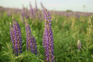 photos of lupine flowers in nature