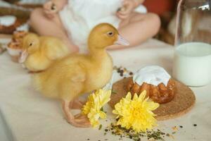 A little girl is sitting on the Easter table and playing with cute fluffy ducklings. The concept of celebrating happy Easter. photo