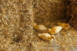 En Vivo amarillo patos siguiente a Fresco heno de cerca. el concepto de levantamiento animales en un granja. foto