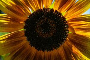 Close up sunflowers, in a field in Portugal. photo