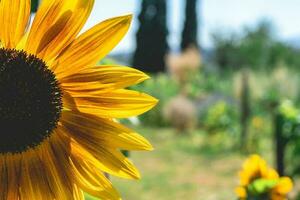 cerca arriba girasoles, en un campo en Portugal. foto