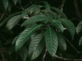 Moody green leaves of the Aidia Plant. photo