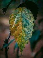 Drying leaf of the Shoeblack plant. photo