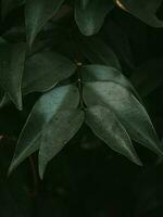 Moody Green Leaves of Glossy Privet plant. photo