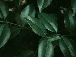 Moody green Leaf Foliage of Glossy Privet. photo