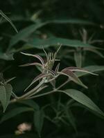 Moody green plant of Chinese Chastetree. photo