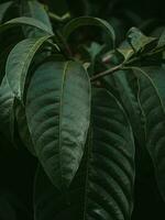 Moody green leaves of the Horse ball plant. photo