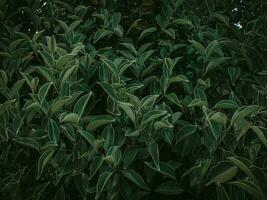 Moody green image of Folded leaves. photo