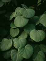 Moody green Leaves of a Vine plant. photo