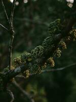 Moody green plant buds on a stem. photo