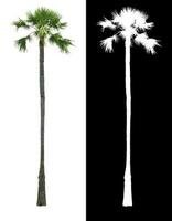 Asian Thai high Palm tree or Sugar palm tree, Toddy palm isolated on white background with alpha channel shadow split. photo