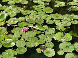 Water lily flower with leaves on water surface, beautiful blooming pink lotus on pond, sunny summer day, selective focus, environmental background, wild nature photo