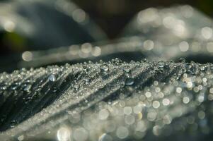 a close up of water droplets on a leaf photo